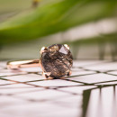 Bron Catch Ring (Ref: 8RR4782QBB) - Bild 3