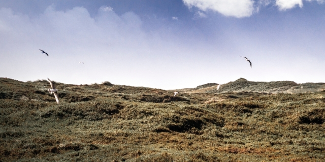 2018_Shooting_Sylt_Banner_mobil_1 2018_Shooting_Sylt_Banner_mobil_1